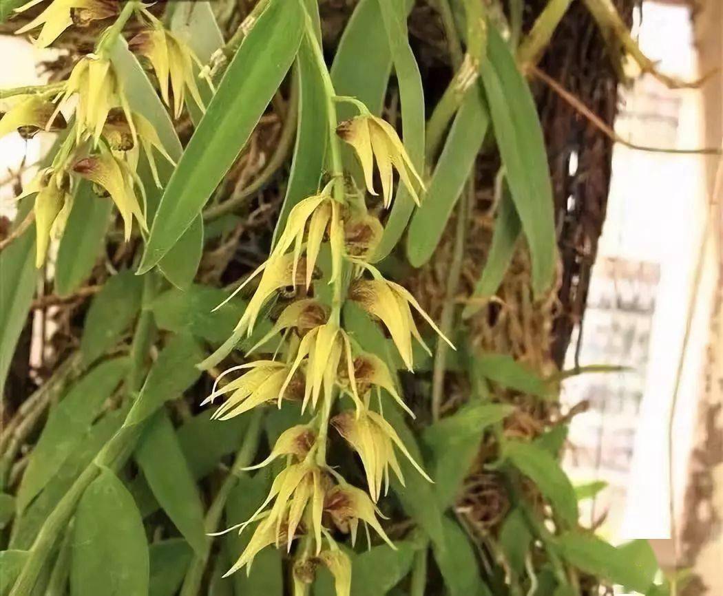 珍虫石斛,价格比铁皮石斛还贵6倍,何德何能?_多糖_石斛花_草本植物