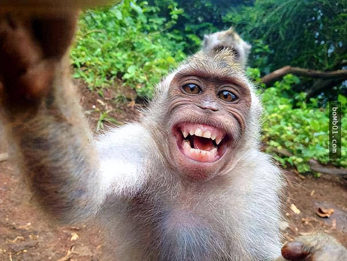 猩猩咧嘴笑图片图片