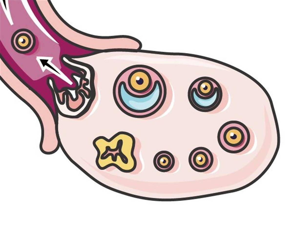 b超判断一下自己的排卵日,医生会通过观察子宫里面卵泡的情况给你一个