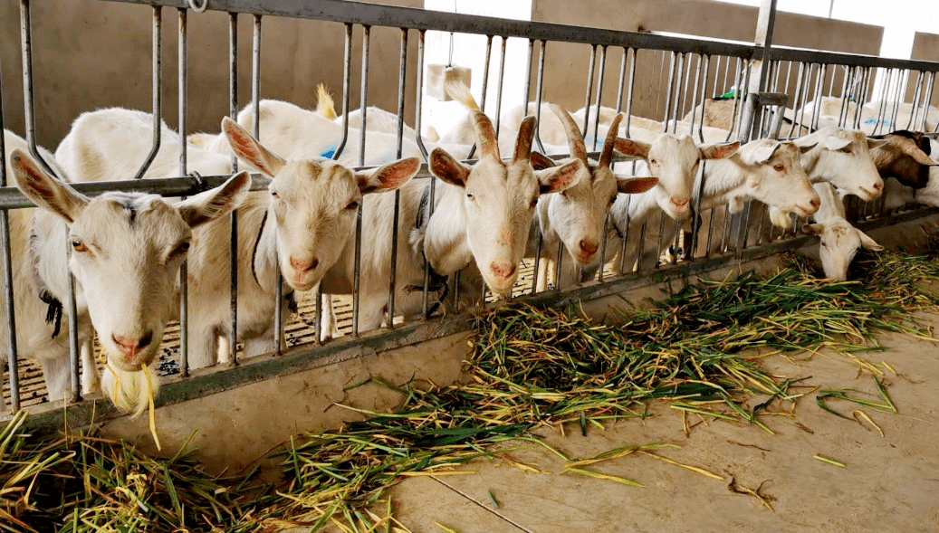 咸阳:"畜"势待发助推乡村产业振兴_奶山羊_养殖户_翁展航