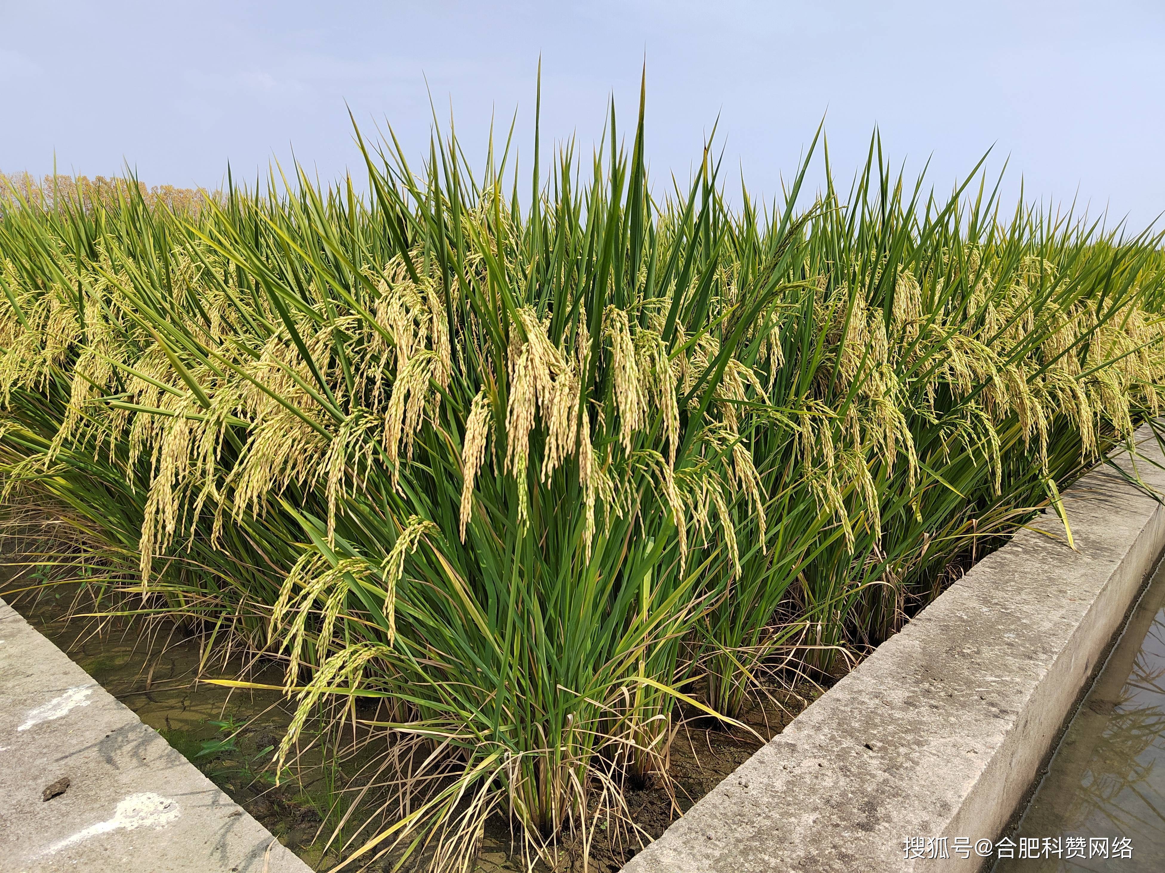 北稻8水稻品种简介图片