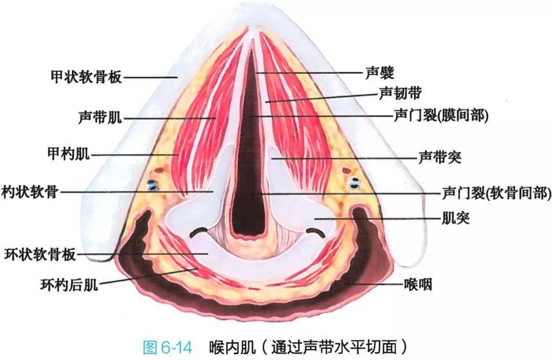 声门下解剖图图片