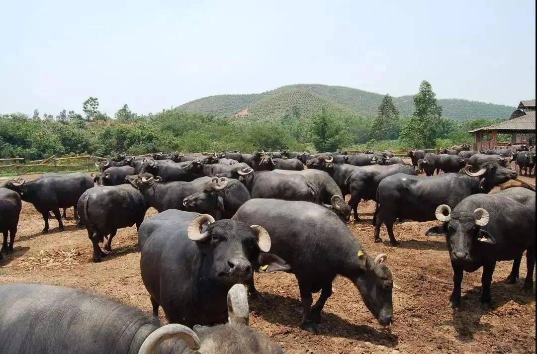 还是世界四大水牛奶基地之一目前,广西不仅是"中国奶水牛之乡"多是