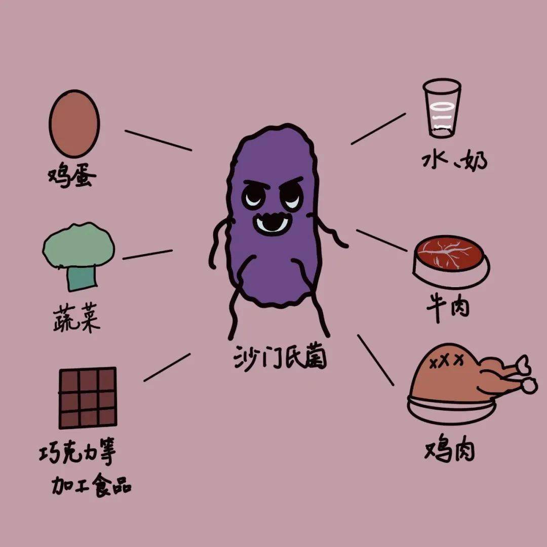 感染人类,常见感染人的主要是两种血清型沙门氏菌——鼠伤寒沙门氏菌