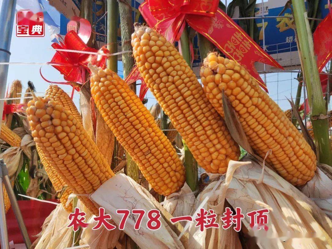 农大778优秀特质引市场热捧_种业_品种_经销商