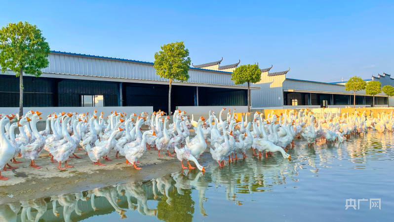 皖西白鹅,"唱"响产业发展振兴曲_固镇镇_加工_六安