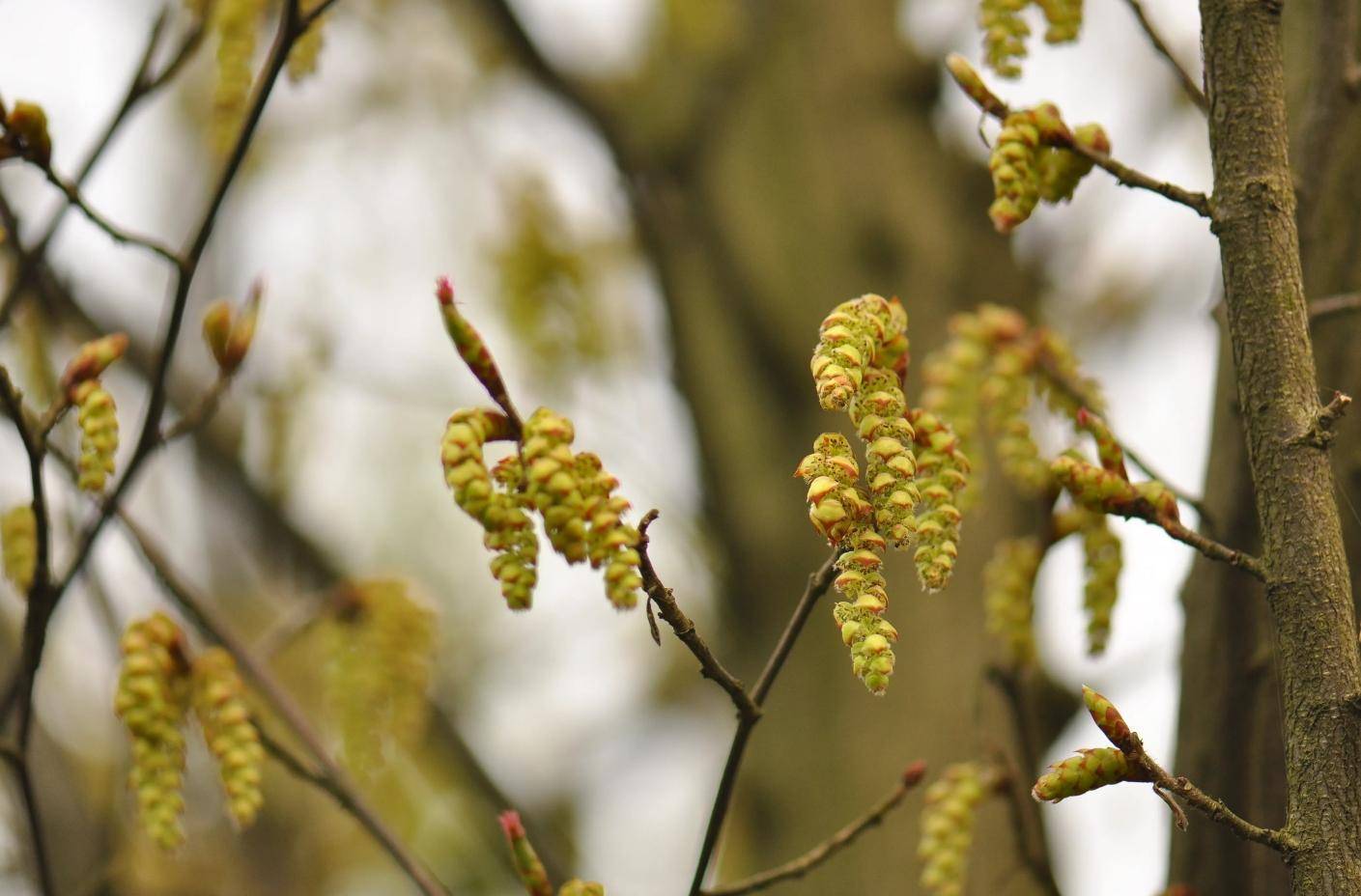 普陀鹅耳枥之后,我国的植物学家带领科研团队,对普陀鹅耳枥进行无性