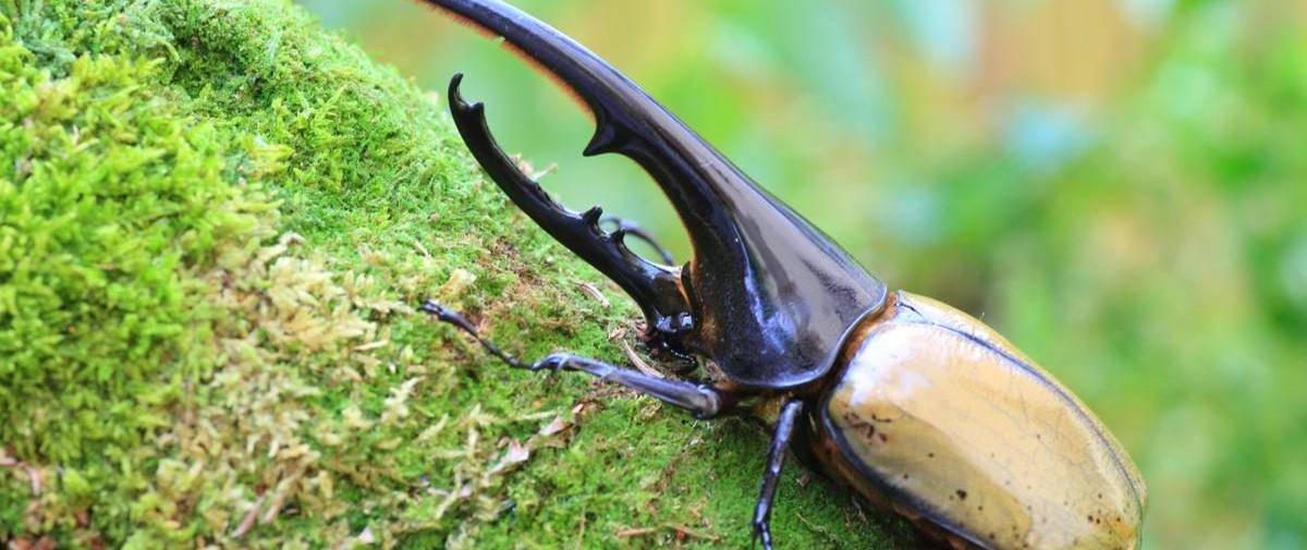 世界上最大的甲虫是哪种?有多大?_象鼻虫_亚克提恩大_物种