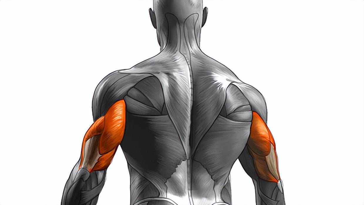 但是肱二头肌对手臂肌肉维度的贡献并不大,真正有贡献的是大臂后侧的