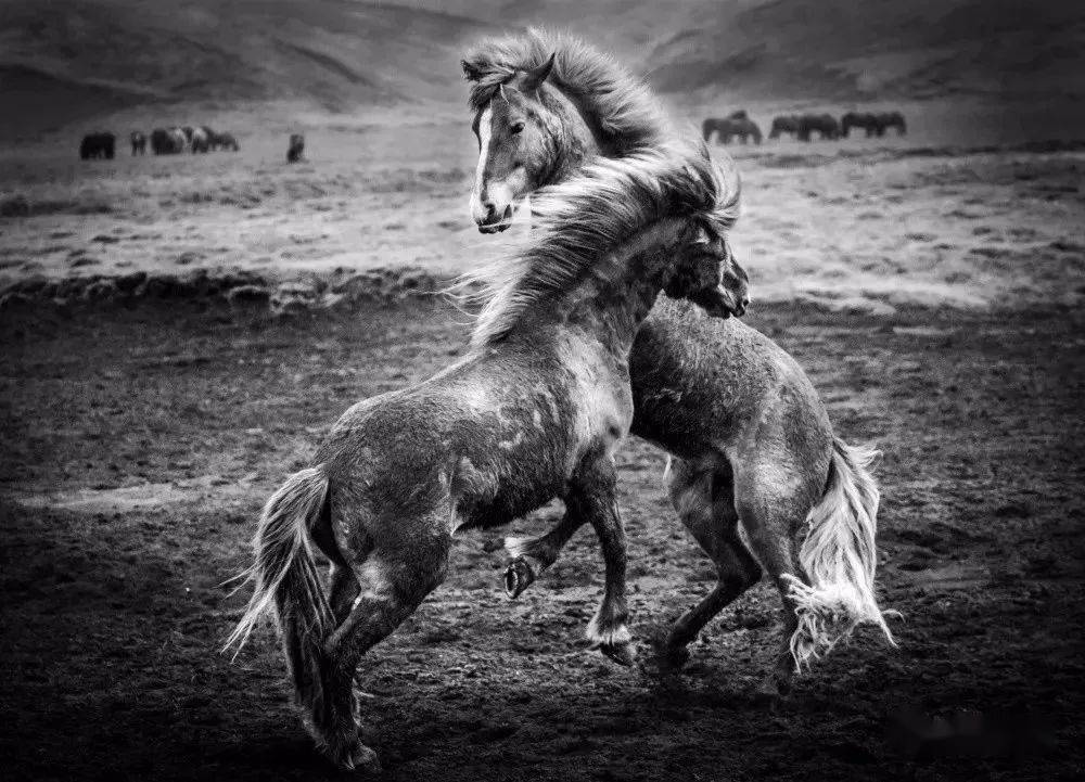 马摄影:彰显力量与唯美_插画_绘画_意境