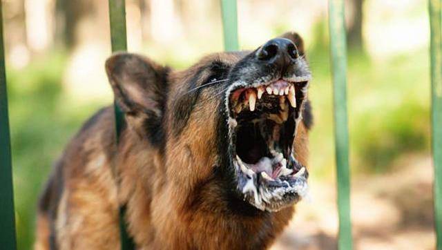 德牧若犯了错,时常"装出"这5种反应,你家德牧会这样吗?