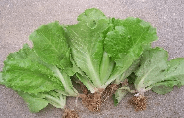 生菜葉片發黃的原因,生菜長勢旺盛用什麼肥料好?_補充_網絡_微量元素