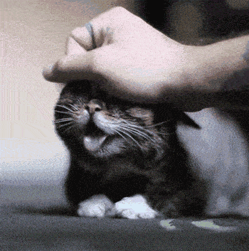 干货| "rua猫rua狗"是什么梗?"rua"用英语怎么说?_the_cute_that