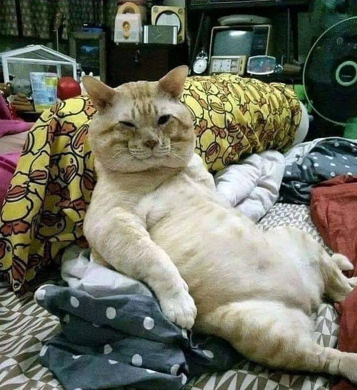 20只全网最油腻的猫,网友:吃张翰长大的吗?啊啊啊啊啊啊!_by_女人_oo