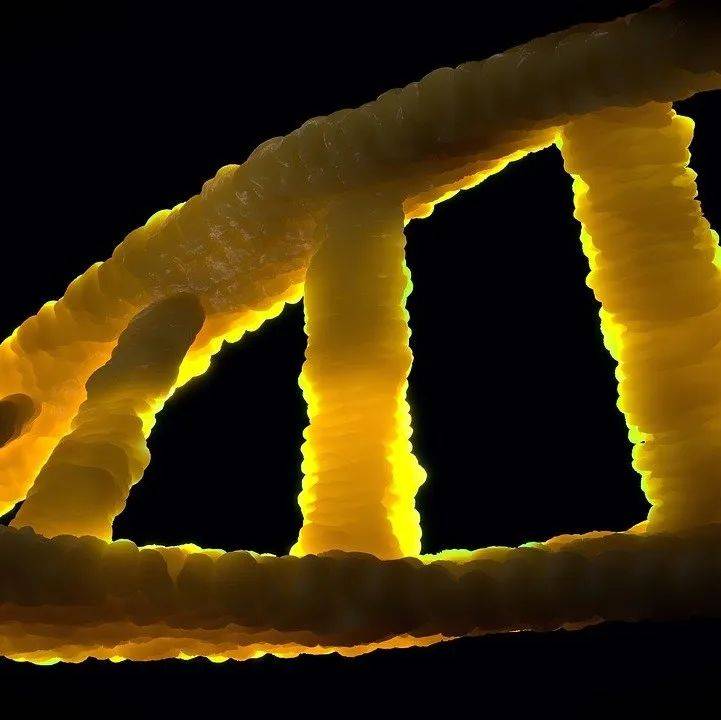 科学家发现端粒 DNA 新结构_珠子_小体_研究