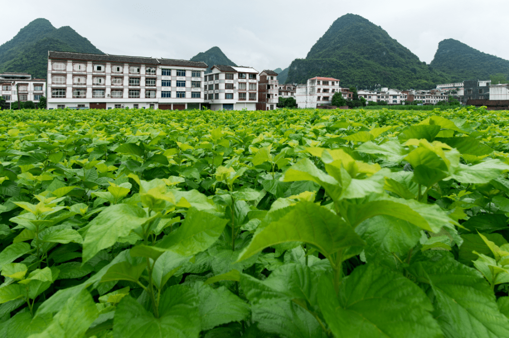 河池市_蚕桑_发展