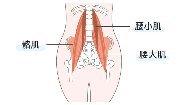 女性腰部结构图片大全图片