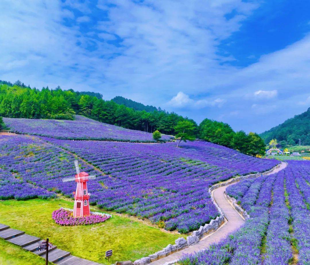 相约药谷江村共享浪漫花海——麻江卡乌药谷江村菊花园之旅已经启航