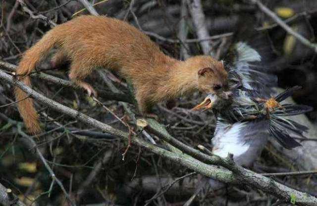 黄鼠狼最喜欢吃什么,它的天敌是谁?_哺乳动物_能力_这是因为