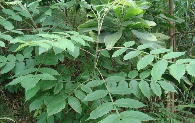 大山里的"担盐果",农村娃最爱的零食,吃过的都结婚了吧_果实_野果