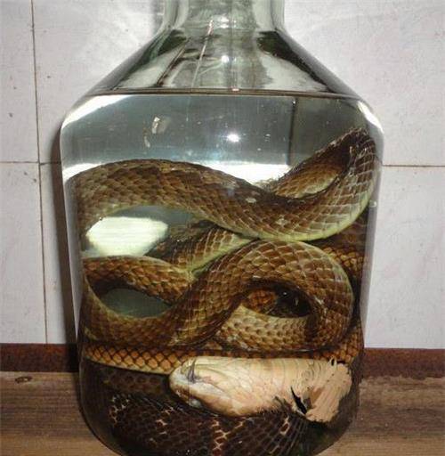 活毒蛇泡酒中一年,开盖后窜出咬死人,为何毒蛇泡这么久都不死?
