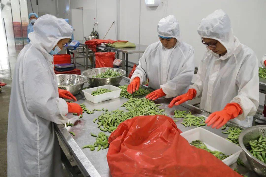 蒙城县高标准打造蔬菜加工产业集聚区