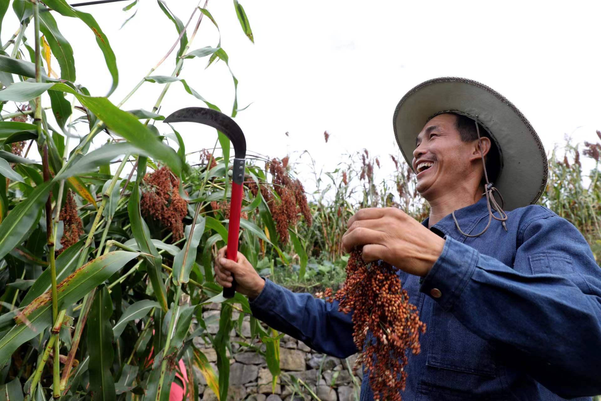 科學又明確地指導農戶種植高粱,《原料基地適用技術手冊》等培訓資料