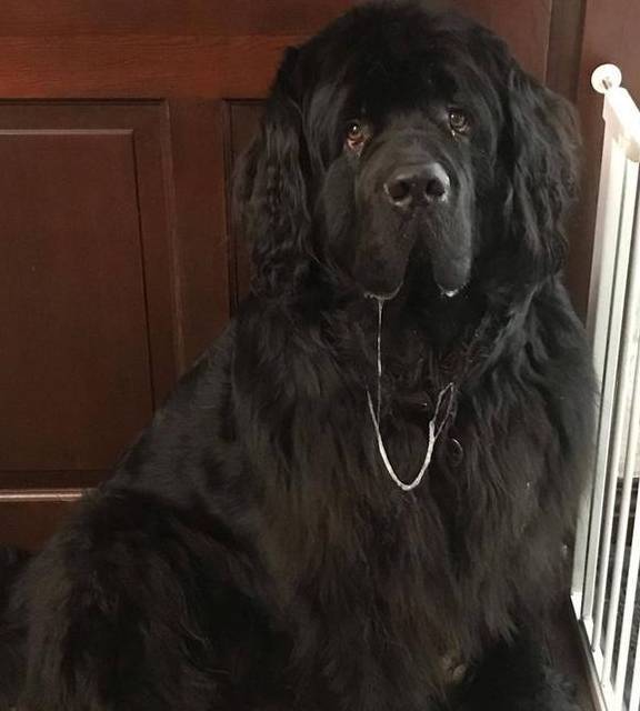 此犬体重都在60kg以上 不小心会被坐断肋骨 被称为 巨人绅士 芬兰 狗狗 生活 此犬体重都在60kg以上 不小心会被坐断肋骨 被称为 巨人绅士 芬兰 狗狗 生活