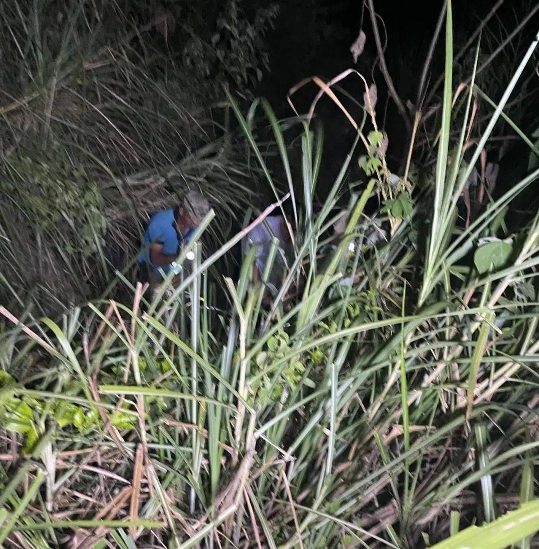 永春4米长大蟒蛇吞下40斤羊