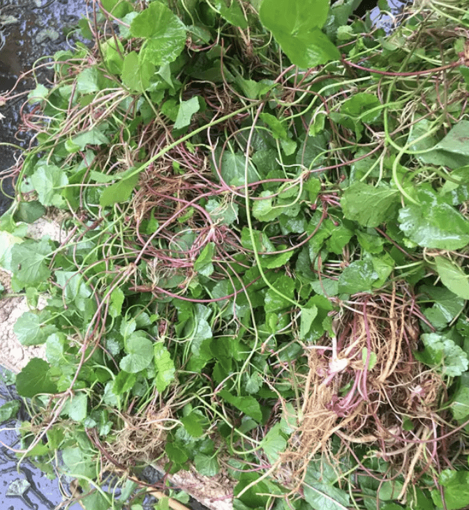 长得像铜钱草,人称"崩大碗",采挖1斤晾干,比地黄值钱,珍贵_植物_花友