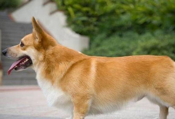 “纯种”柯基犬有5个特点,很多人养的都是串,你的狗纯吗?_眼睛_三角形_狐狸