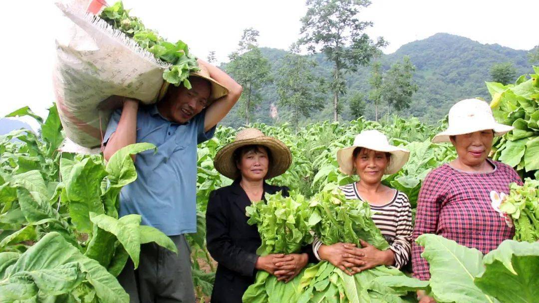 67鄖西處處瓜果飄香五穀豐登一幅豐收美景圖!_湖北_景象_包菜