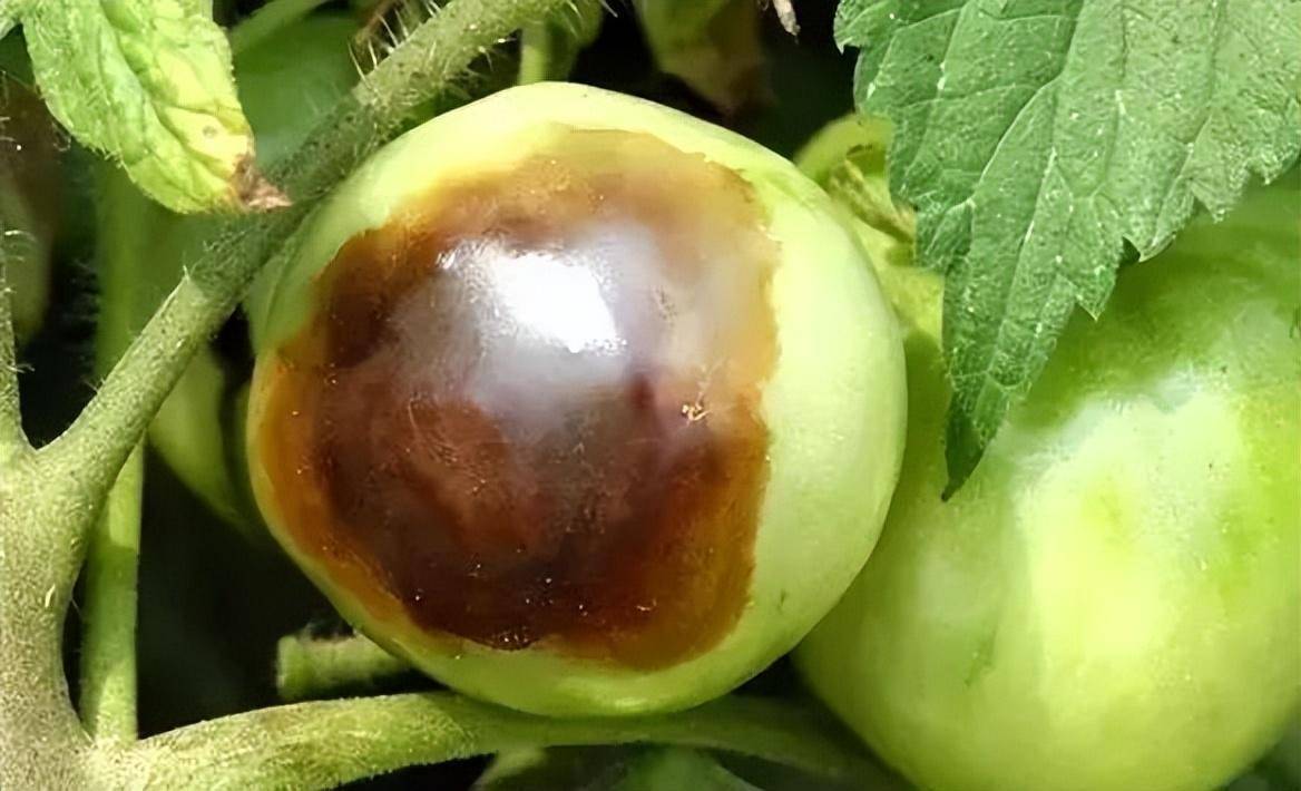 番茄筋腐果多发 教你三招轻松搞定