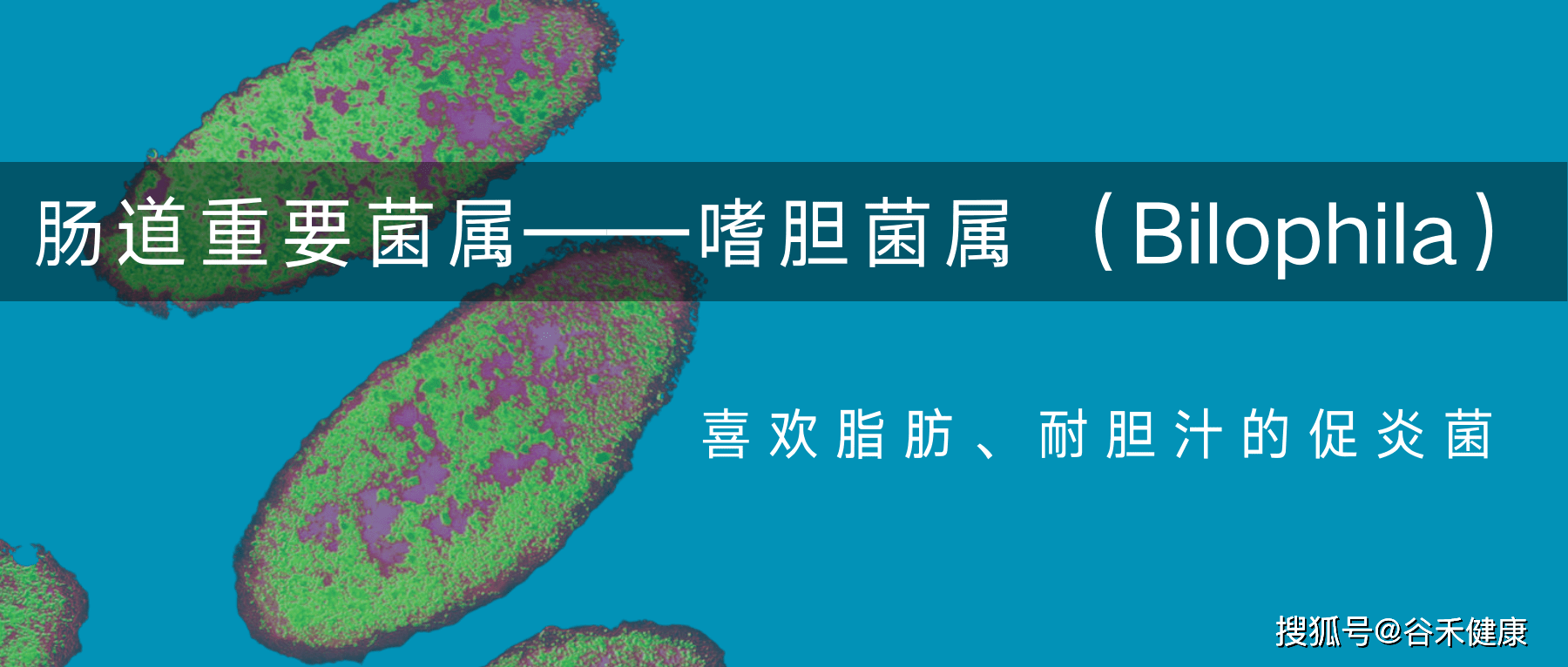 肠道重要菌属——嗜胆菌属 （Bilophila）喜欢脂肪、耐胆汁的促炎菌_代谢_研究_阳性