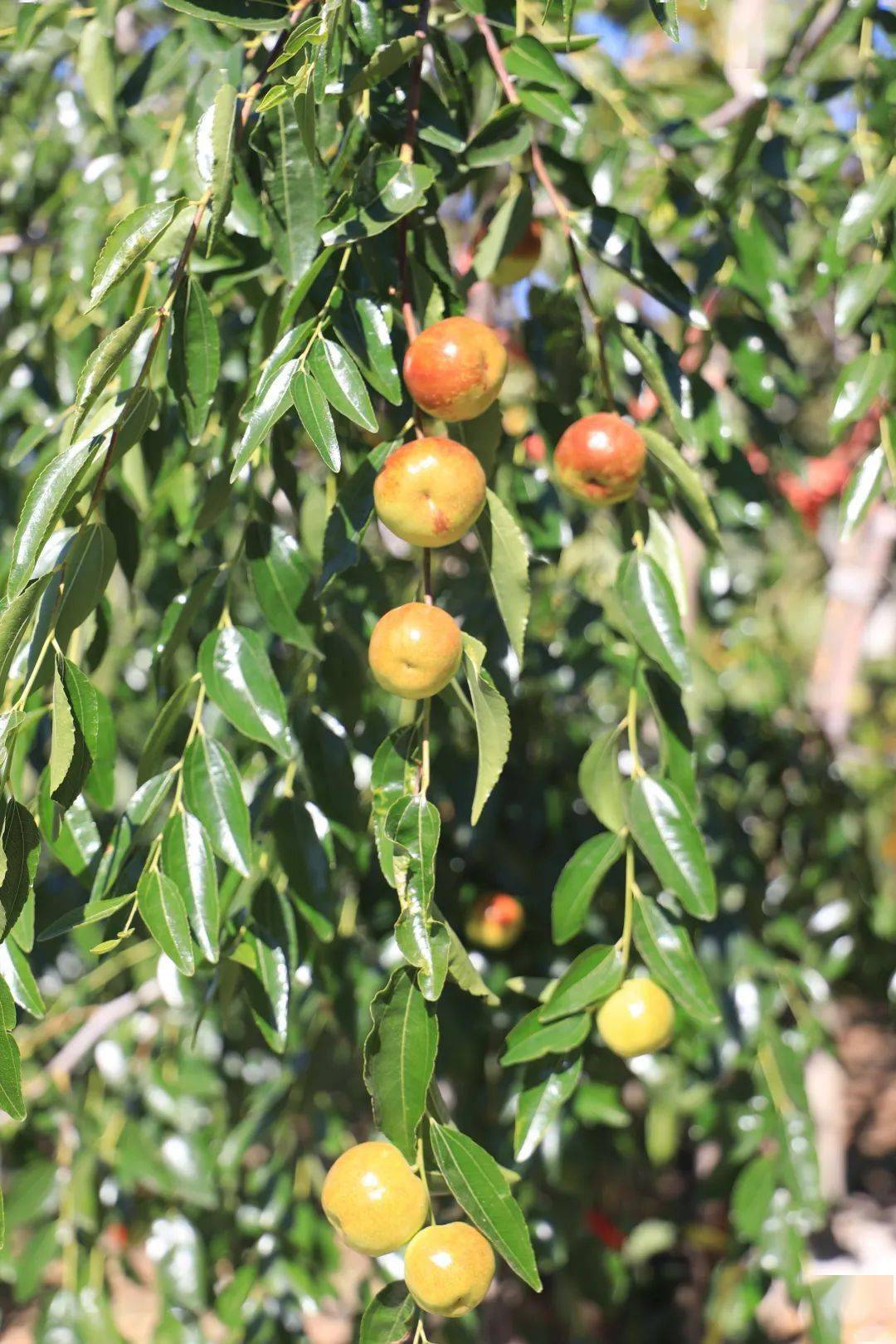 青爱的平谷 | 金海湖镇大枣丰收上市,进入最佳采摘季_王金明_水峪村