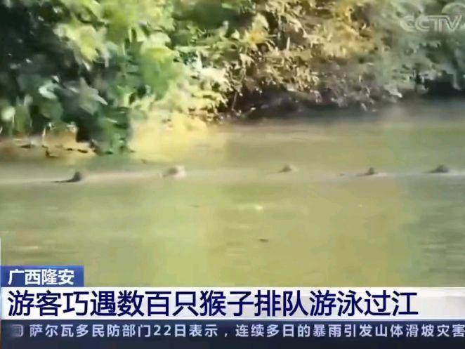 广西约三百只猴子排队游泳过江，抢地盘打江山上演，有的猴子退化