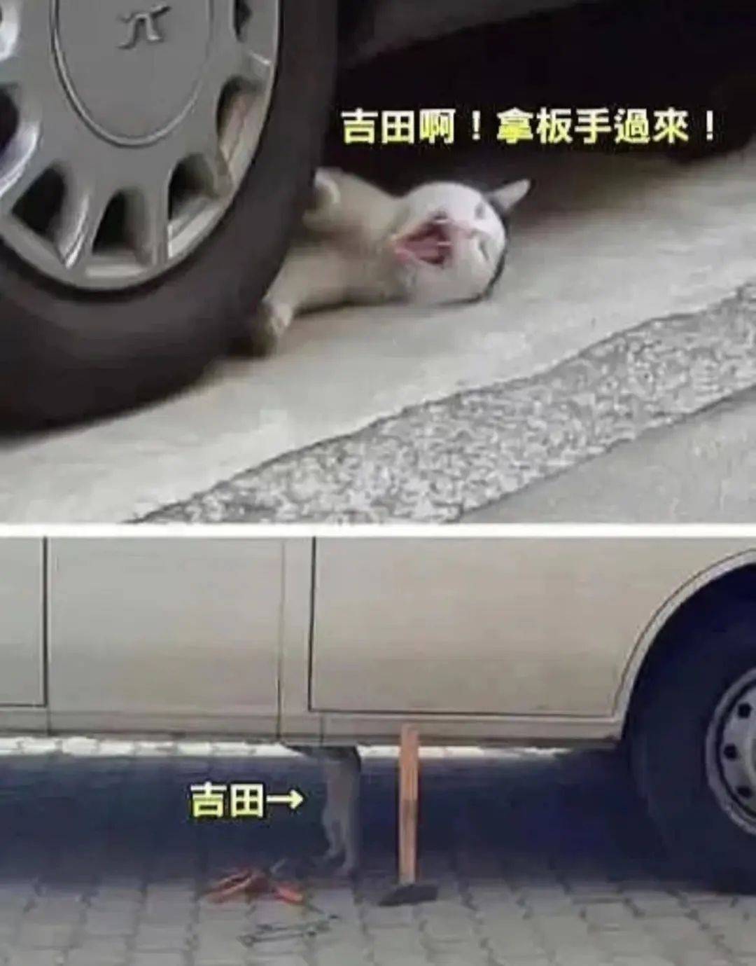 猫咪团伙组队修车?网友:猫版头文字D出现了_猫猫_工作_专业