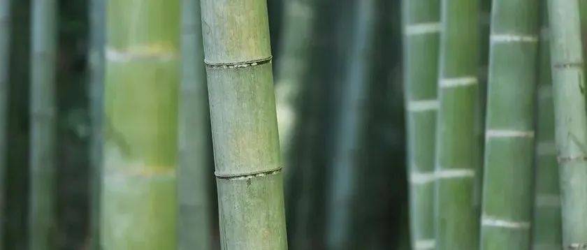 宜宾纸业百万吨环评 或成为国内最大的竹浆生产厂家_项目_车间_处理