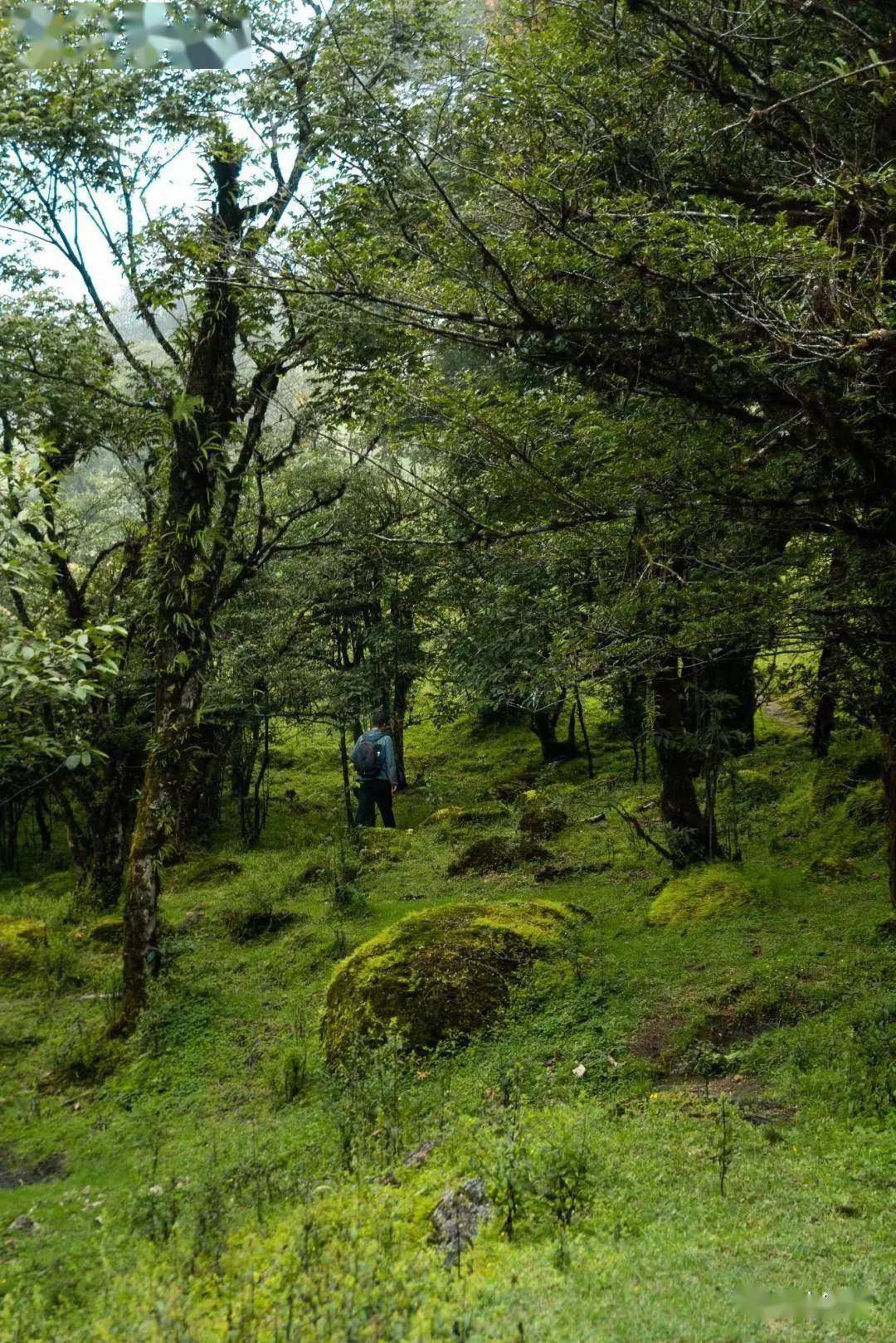邂逅苤菜坝:看风怎么吹水怎么流 太阳怎么升起夕阳何时落下_芒市_德宏