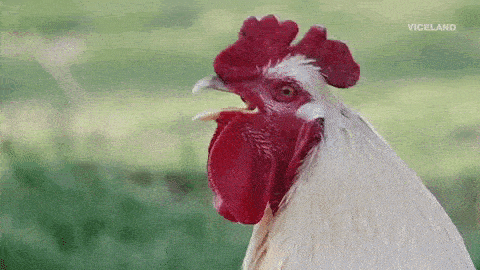 鸡打鸣声音这么大，为什么还没把自己吵聋啊？
