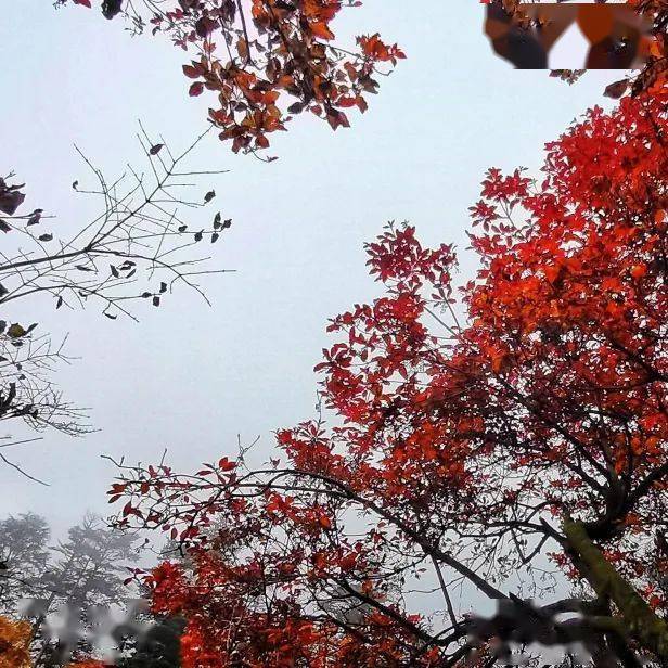 国庆峨眉山赏秋指路丨藏在千年古寺里的极致浪漫！