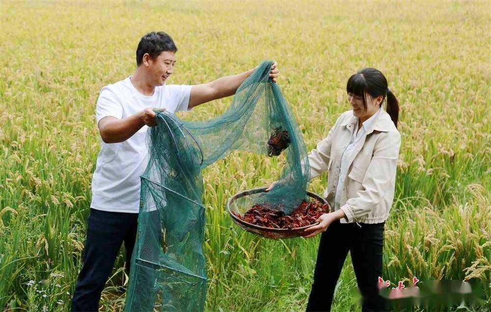 「图片故事」"新农人"王宝成和他的"稻渔共生"种养模式_稻田_养殖