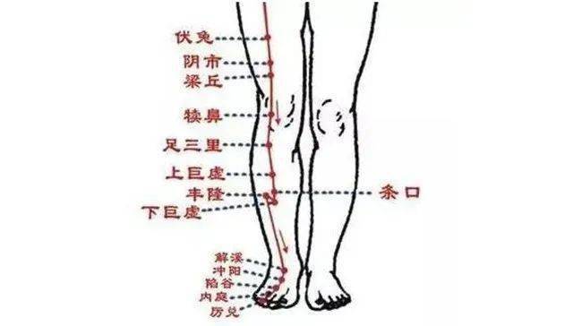 腿部经络六大位置图图片