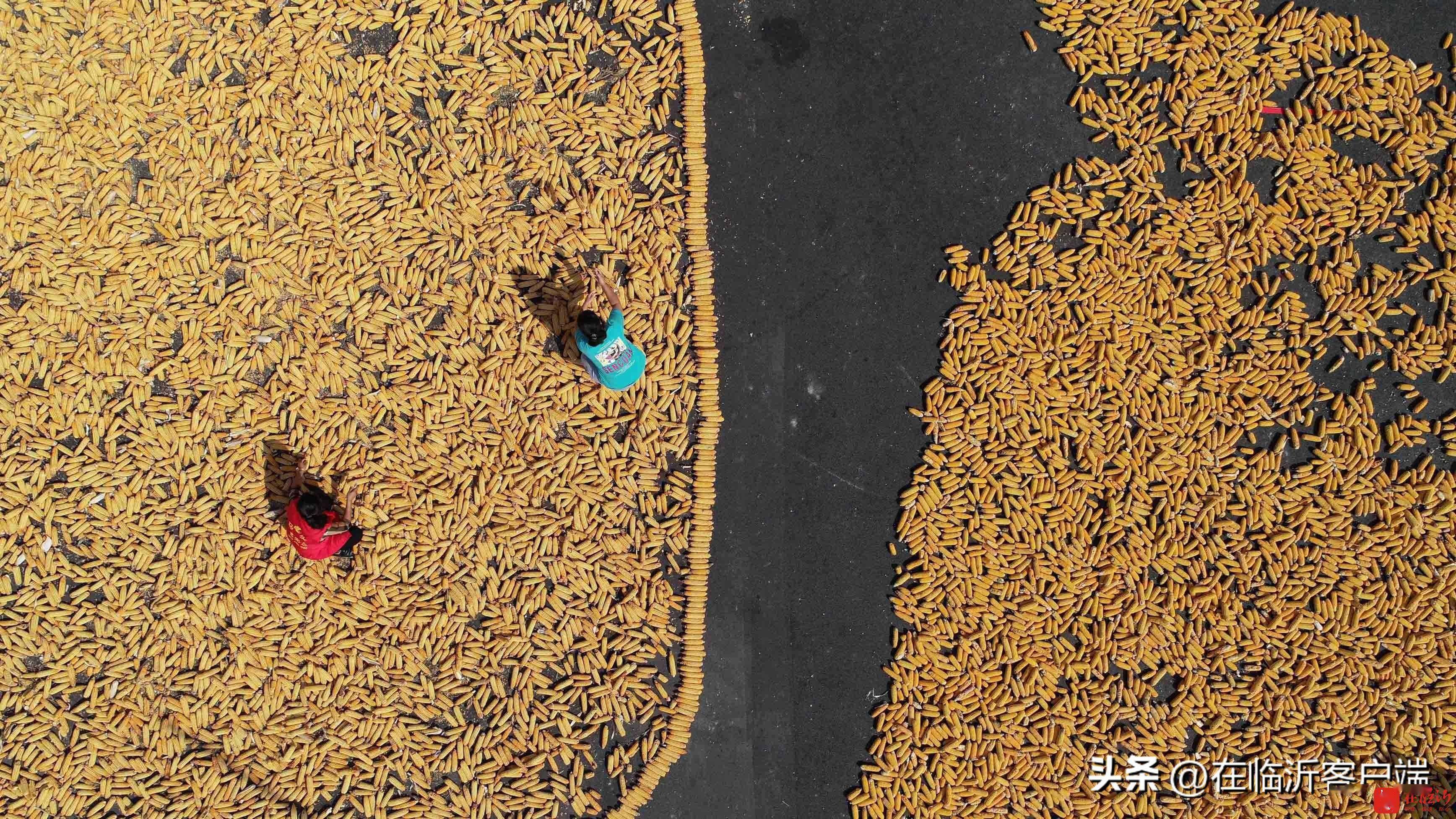 郯城县:"鲁南粮仓"30余万亩玉米丰收_马头镇_村农民_收获