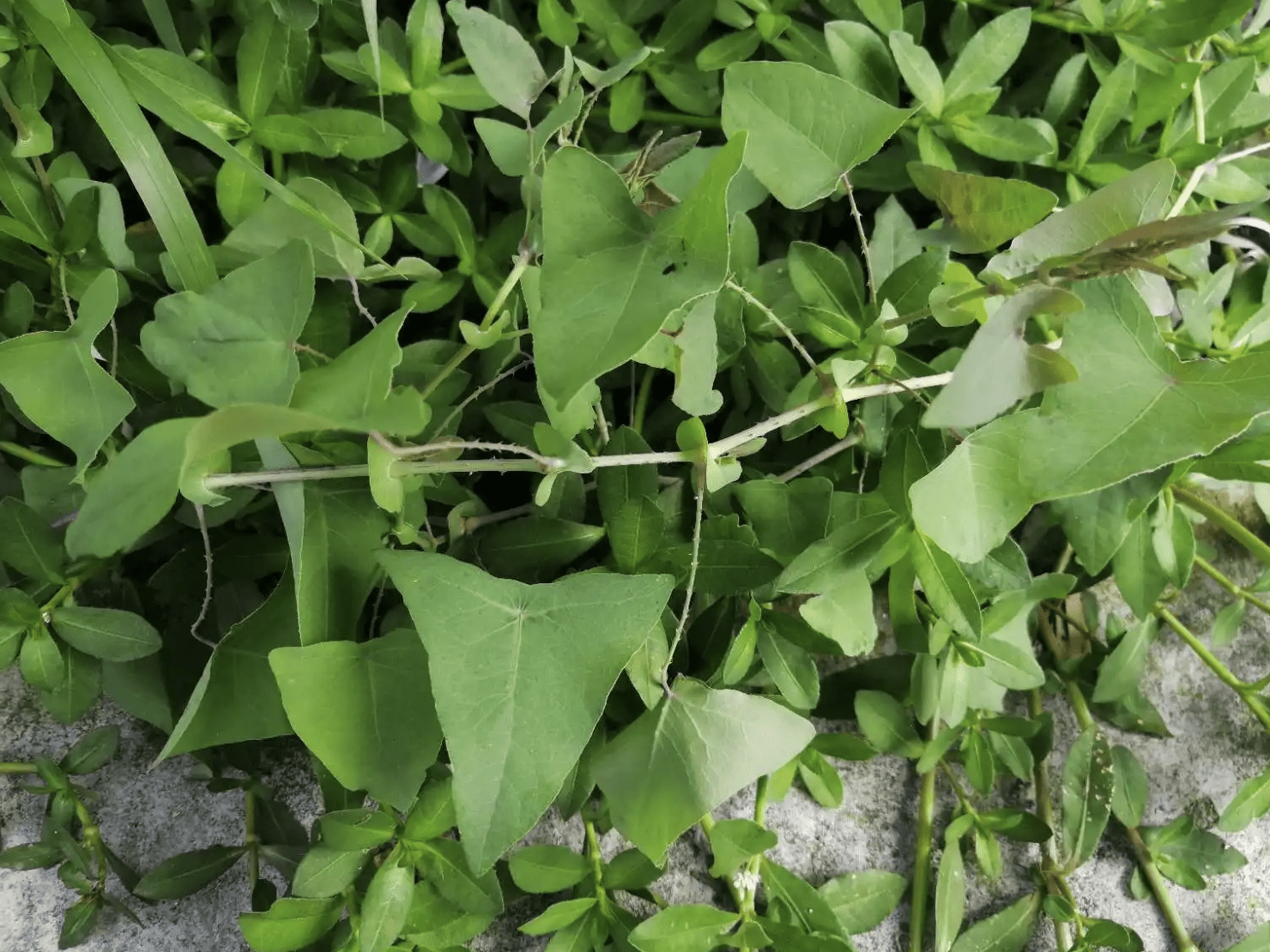 生于田边,人称"雷公藤",可当饲料,药材,如今想挖不好找