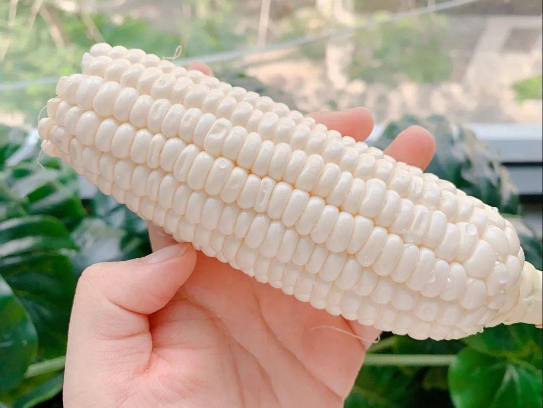 小编从福建,云南,海南等地的水果玉米中挑选了它.