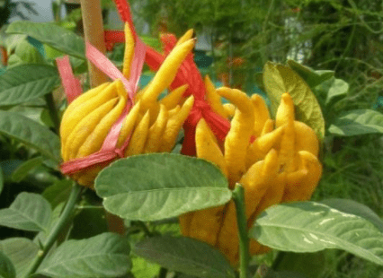 它不像其他的花卉一样总会有固定的造型,而是给人一种千手观音的感觉