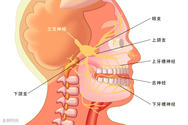 18. 三叉神经痛:促发点(扳机点) 间歇性痛性抽搐突发突止.17.