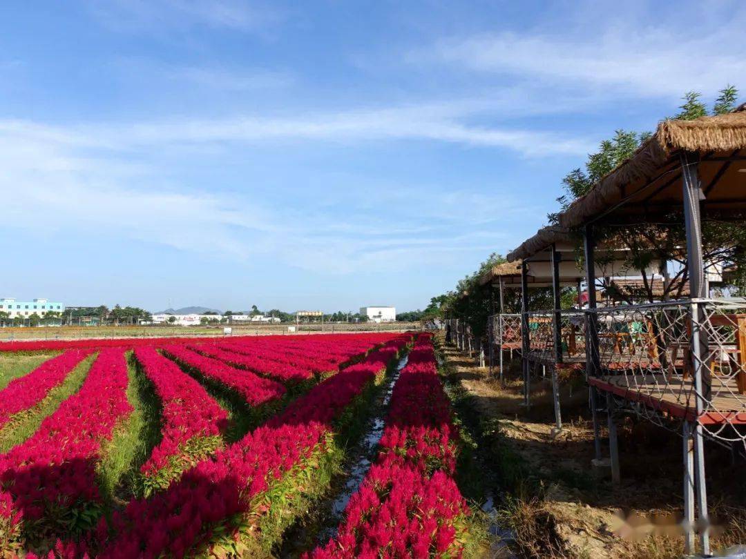 国庆特辑:溪东花海,颐禾园游记_风景_凤凰_潮州