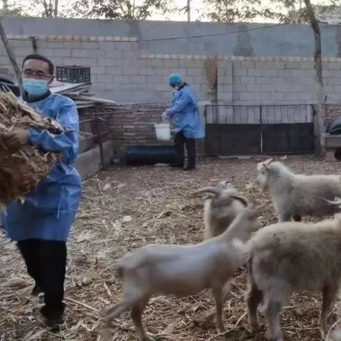 【100.6|防控】村民集中隔离 “大白”客串“羊倌”_工作_王启_封控区